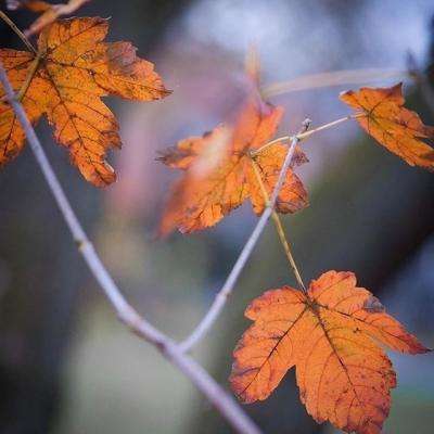 ag娱乐平台游戏中心下载手机版